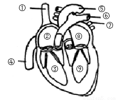 据图答题(1)心脏的四个腔分别为 [②] [③]  [⑧] [ ] (2)与左