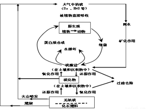 硫循环示意图图片