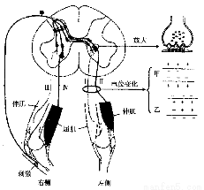 如图为脊蛙的部分反射弧示意图伸肌收缩会引起后肢伸直,屈肌收缩