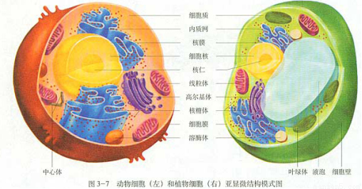 植物细胞二合一亚显微结构模式图