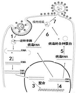 图6表示人类免疫缺陷病毒(hiv)侵染宿主细胞的过程