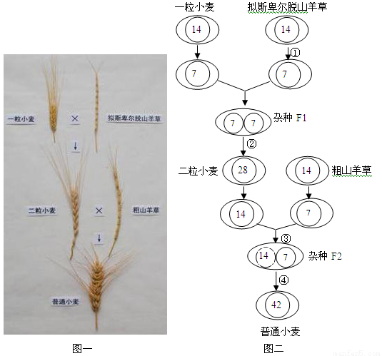 小麦幼穗分化示意图图片