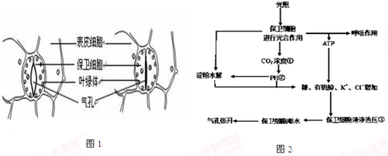 请据图回答:(1)保卫细胞与叶表皮细胞在结构