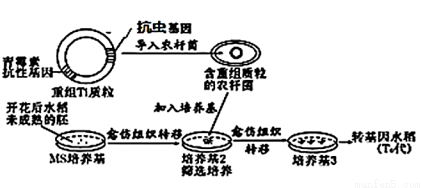 科學家們針對水稻及其親緣關係較近野生種的遺傳多