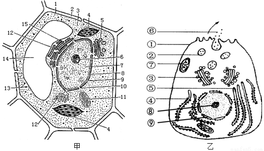 植物细胞结构图 平面图片