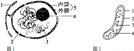 图1中可见[1]内质网膜和[5]核膜的连通,使细胞质和核内物质的联系更为