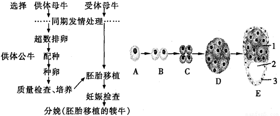 植物胚胎发育过程图片