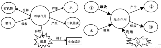 此題主要考查對光合作用,呼吸作用兩概念的理解認識