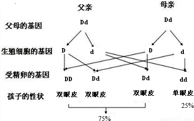 细胞中的GDP是怎样产生的_工作细胞血小板图片(3)