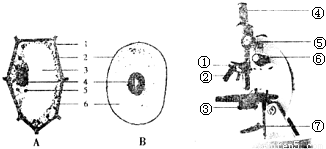 制作人口腔上皮细胞临时装片_小聪同学使用显微镜 配有两个物镜10 .40 和两个