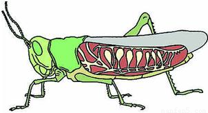 (1)蝗虫身体分为 三部分2对翅 对足(2)在相对干燥的环境中