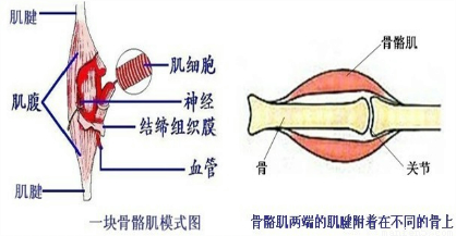 下面对骨胳肌的叙述中.正确的是)a.一块骨骼肌固着在同一块骨上b.