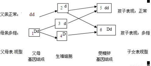 當控制某個性狀的基因一個是顯性,一個是隱性時,只表現出顯性基因控制