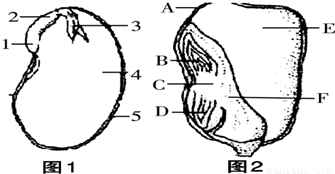 豌豆种子解剖结构图图片