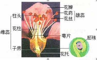 观察子房里的胚珠.应采取下列哪种方法( )A．用解剖刀横向剖开子房.用显微镜观察B．用手将子房掰开.再观察里面的胚珠C．用解剖刀横向剖开子房 ...