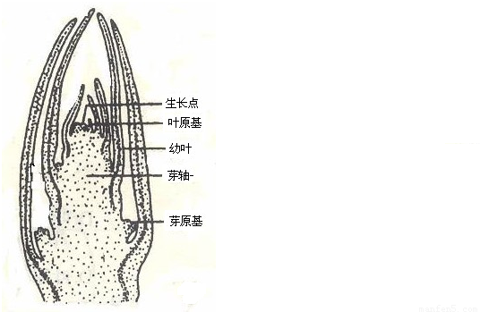 碧玉妆成一树高万条垂下绿丝绦不知细叶谁裁出二