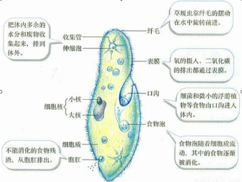 草履虫的结构中, 是摄取食物的; 是收集体内水分和废物的; 是排除食物