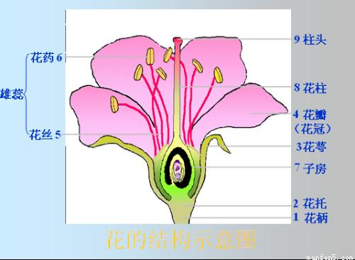 被子植物子房结构图图片