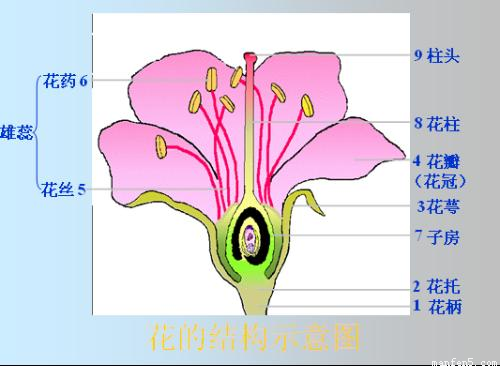 请据图回答以下问题:(1)雌蕊由  和子房组成(2)雄蕊的花粉散出后