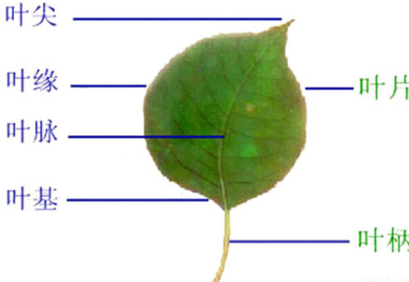 油菜的叶是完全叶吗.为什么? 题目和参考答案——青夏教育精英家教网——