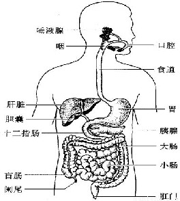 (1)由圖可知a唾液腺b咽c肝臟e闌尾f肛門g小腸h大腸i胰腺j胃k食管l口腔