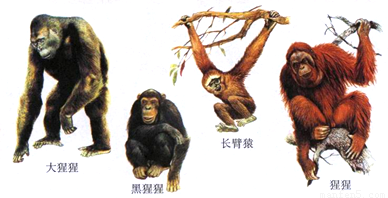 类人猿资料图片