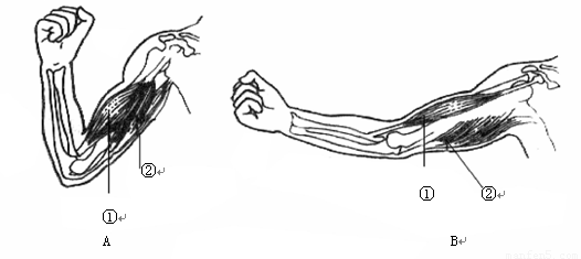 (2)屈肘动作符合杠杆原理起支点作用的是 a肘关节 b骨 c骨骼肌