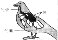 家鸽的呼吸器官图片