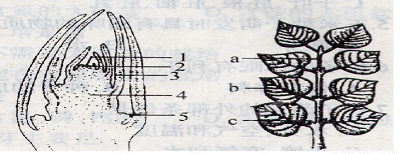丁香花的结构部位图片