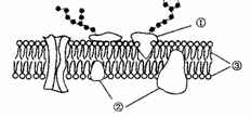 ②与③是静止不动的 b③构成细胞膜的基本骨架 c