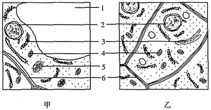 甲,乙兩圖是紅楓葉肉細胞和根尖生長點細胞的亞顯微結構示意圖.