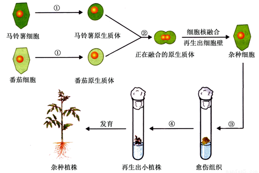 植物组织培养的流程图图片