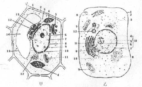 西瓜果肉细胞显微图图片