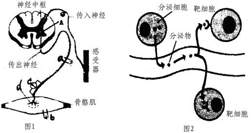 题目详情(1)图1是实验小鼠的反射弧结构模式图,d为神经与肌肉接头部位