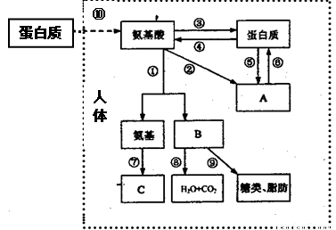 蛋白质代谢过程示意图图片