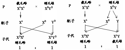 若这对等位基因存在于x y染色体的同源区段 则刚毛雄果蝇表示为xbyb