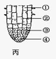 中dna含量的变化,图乙是有丝分裂显微照片,图丙是洋葱根尖结构示意图