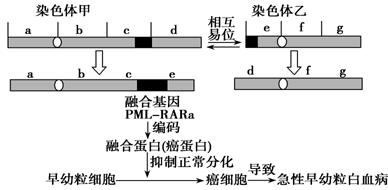 急性早幼粒细胞白血病是最凶险的一种白血病.发病机理如图所示.