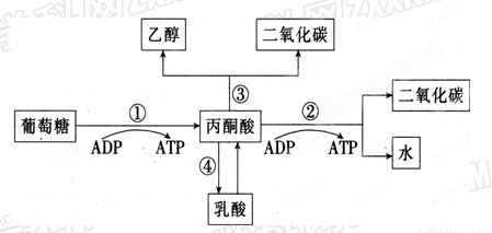 葡萄糖半缩醛反应图解图片