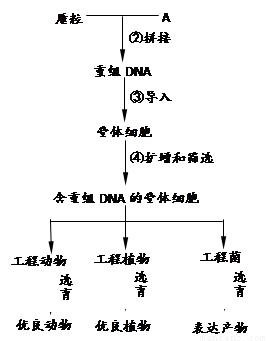 用基因工程技术产生的细菌生产有完全生理活性的人类胰岛素