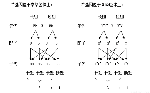 受一对等位基因控制.现有长翅和短翅雌雄果蝇若干.