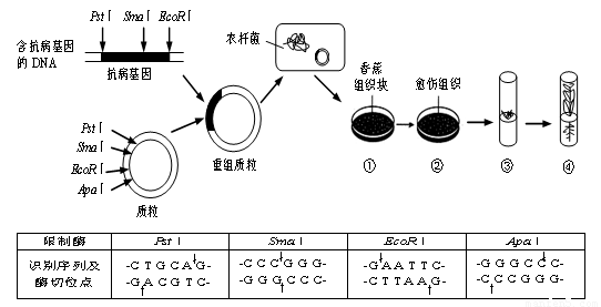 质粒上有psti.smai.ecori.apai等四种限制酶切割位点.