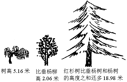 下面分别是垂杨柳树杨树和红杉树算出红杉树的树高是多少米