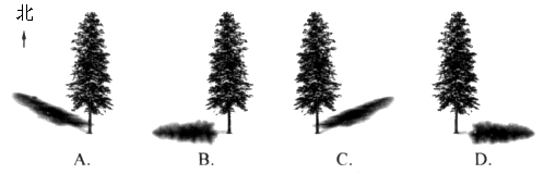 如图是王芳同学某一天观察到的一棵树在不同时刻的影子
