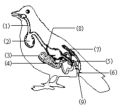 鸟类的消化系统结构图图片