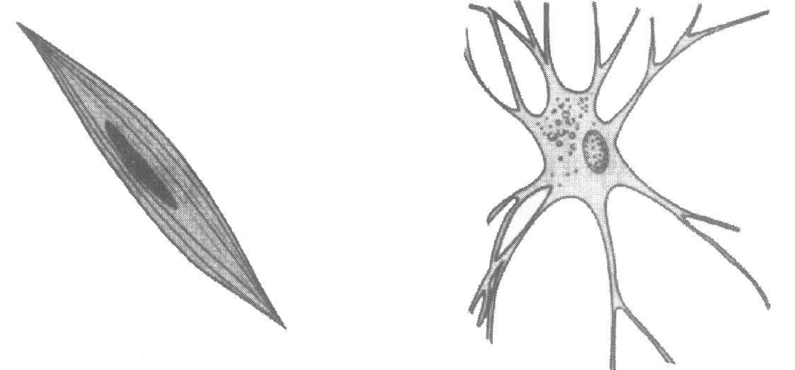 下面是人体的肌细胞和神经细胞图用线把二者结构中相同的部分连起来并