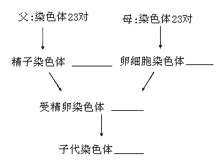 下图是人在生殖后代时染色体数量变化图请填出染色体的数目