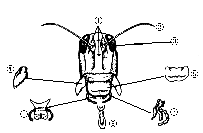 (2)确认蝗虫咀嚼式口器的各部分组成及数目