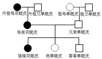 单双眼皮性状系谱图图片