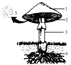 试着完成有关问题:图中[1]是 [2]是 [3]是 [4]是蘑菇的地下部分